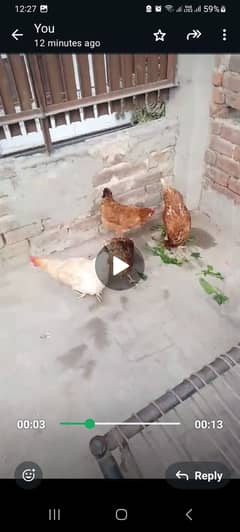 EGG LAYING  DESI HEN FOR SALE