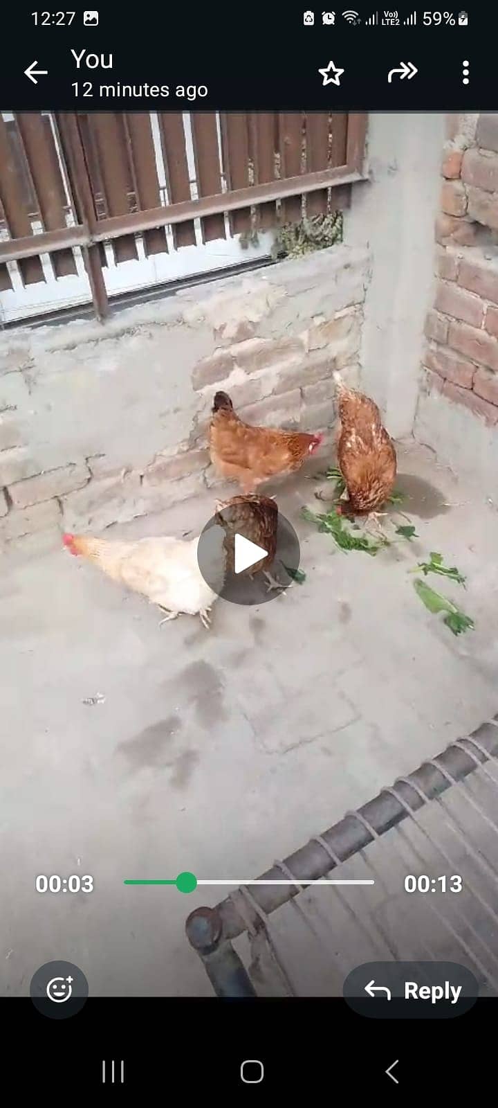 EGG LAYING  DESI HEN FOR SALE 0