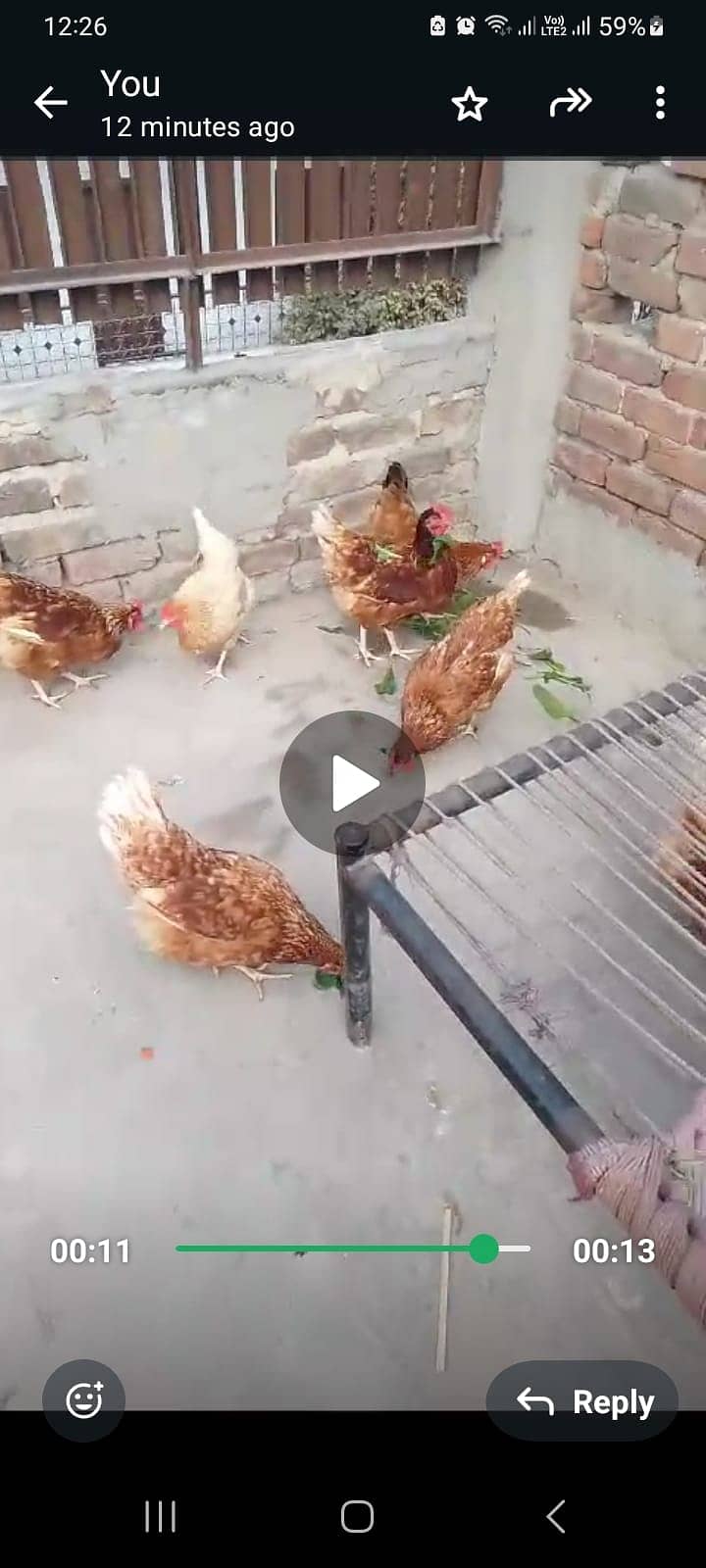 EGG LAYING  DESI HEN FOR SALE 1