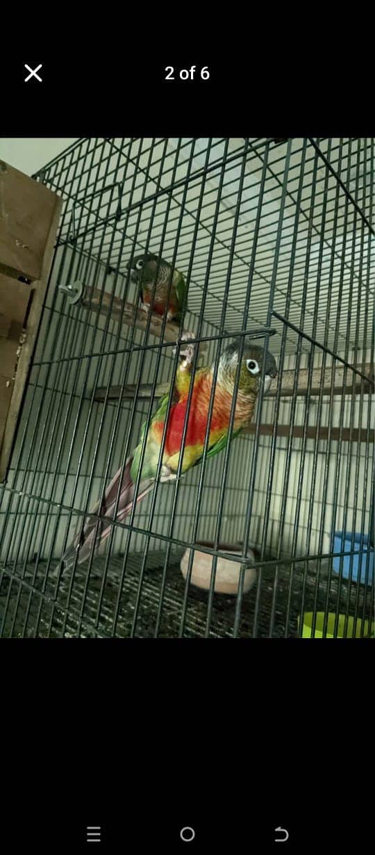 Painapple conure pair and finches 0