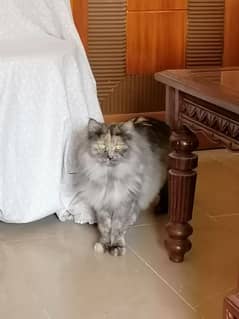 5 Months Persian Cat for sale