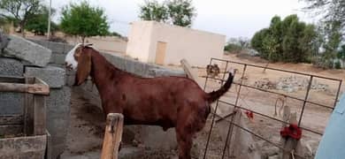 desi Bakra for Sale Call number 03282741035