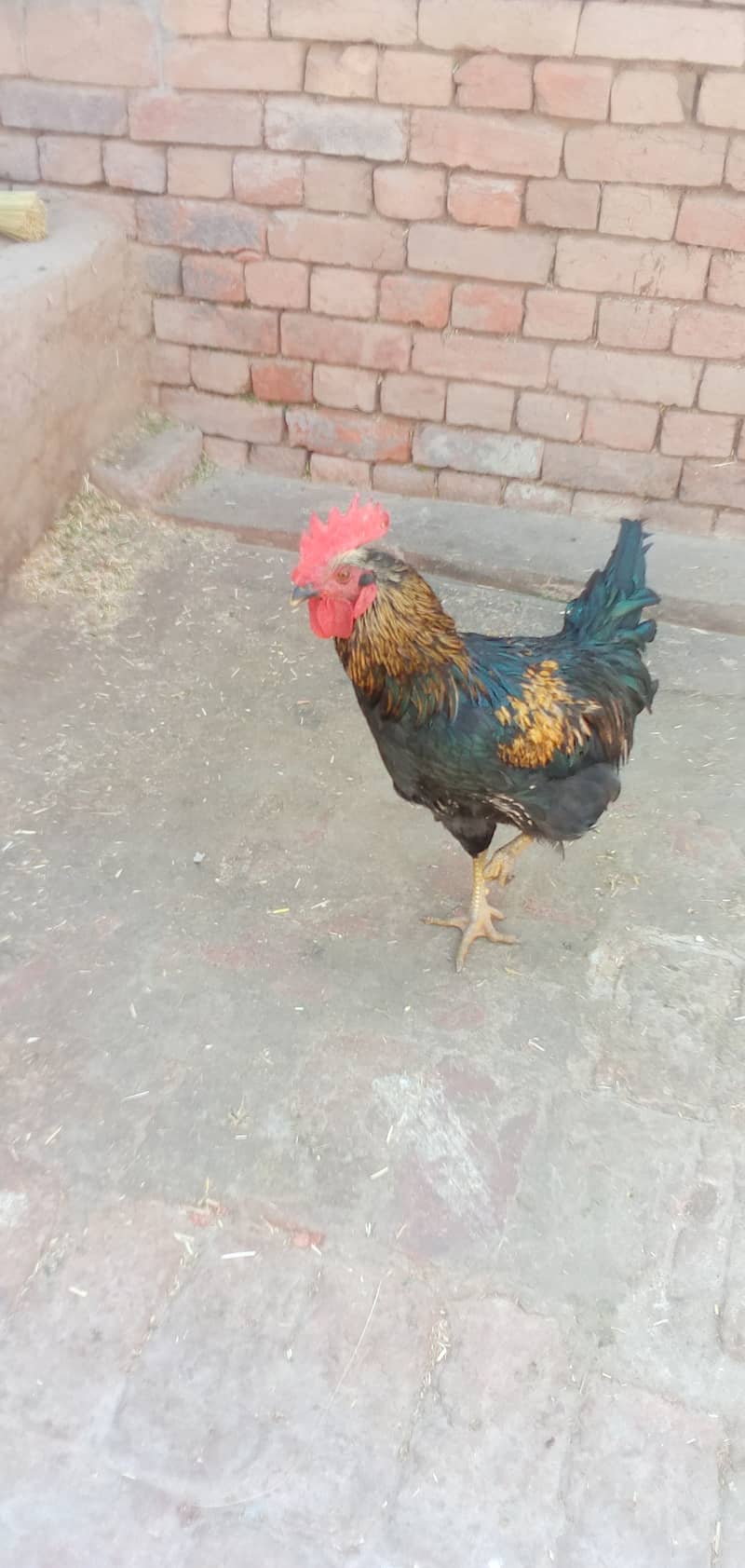 Breader murgha for sale 0