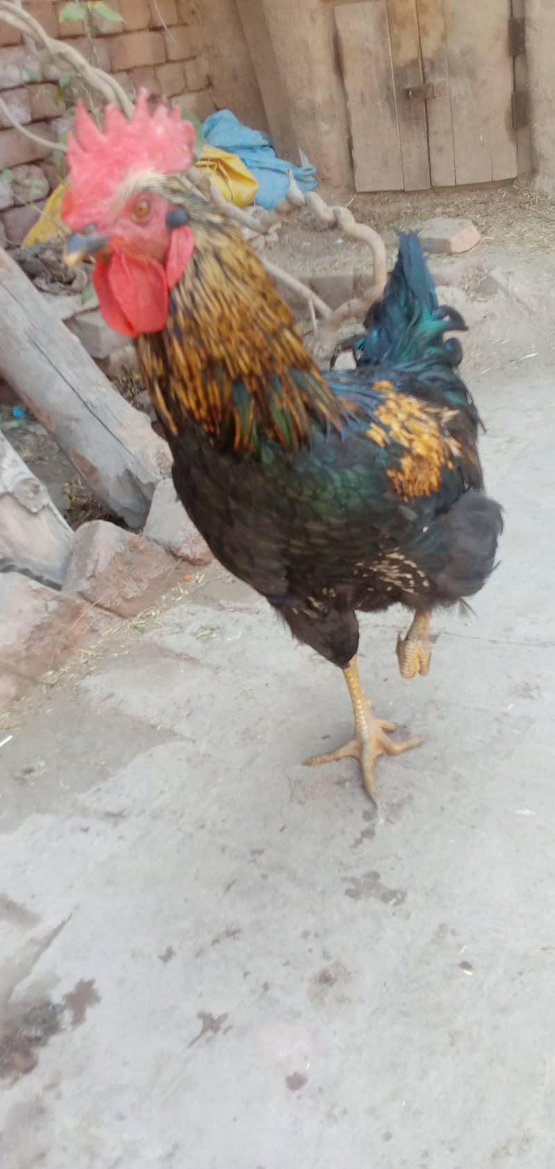 Breader murgha for sale 3