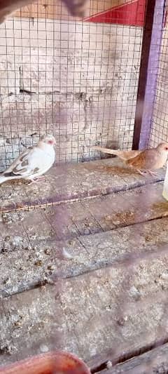 dove breeder and ready to breed pair avl