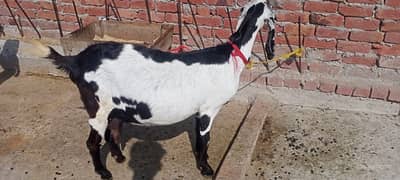 Goat / Bkary / Healthy Goats / Desi / White Goats for sale