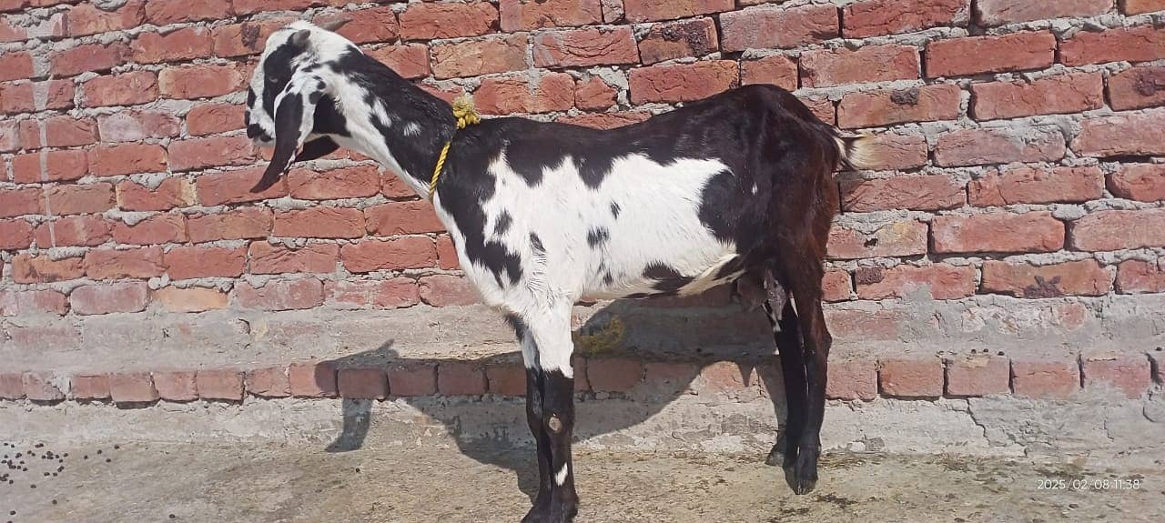 Goat / Bkary / Healthy Goats / Desi / White Goats for sale 1