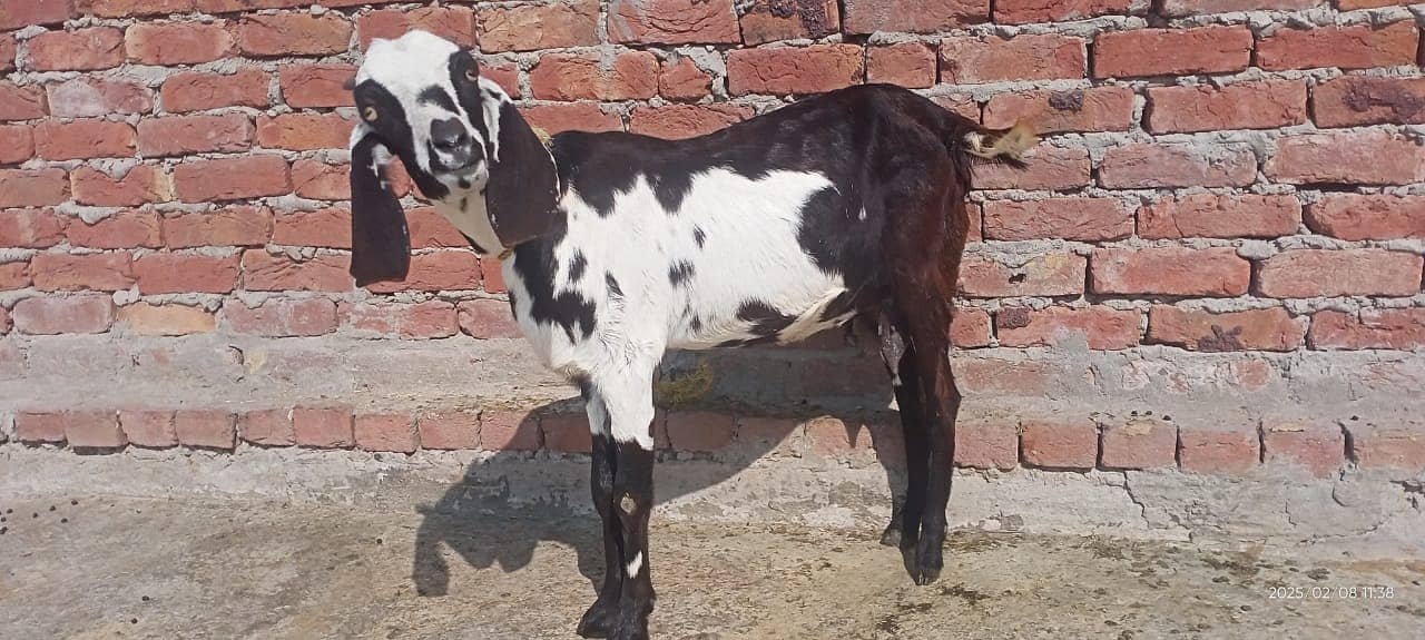 Goat / Bkary / Healthy Goats / Desi / White Goats for sale 4