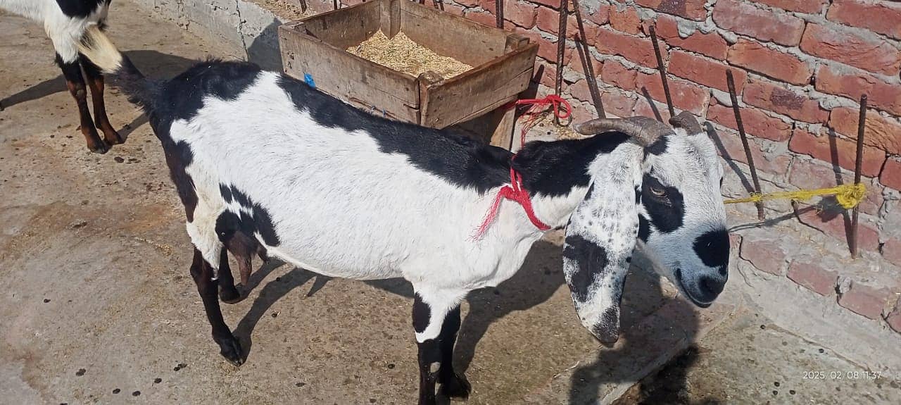 Goat / Bkary / Healthy Goats / Desi / White Goats for sale 5