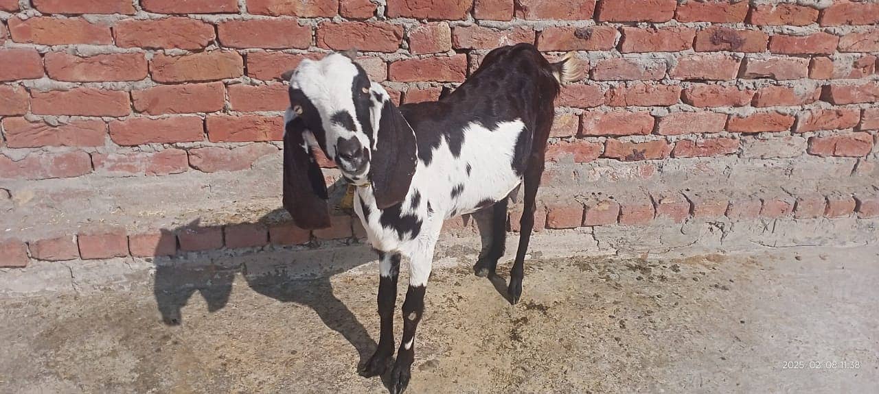 Goat / Bkary / Healthy Goats / Desi / White Goats for sale 7