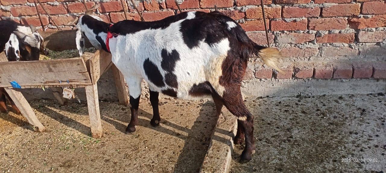 Goat / Bkary / Healthy Goats / Desi / White Goats for sale 8