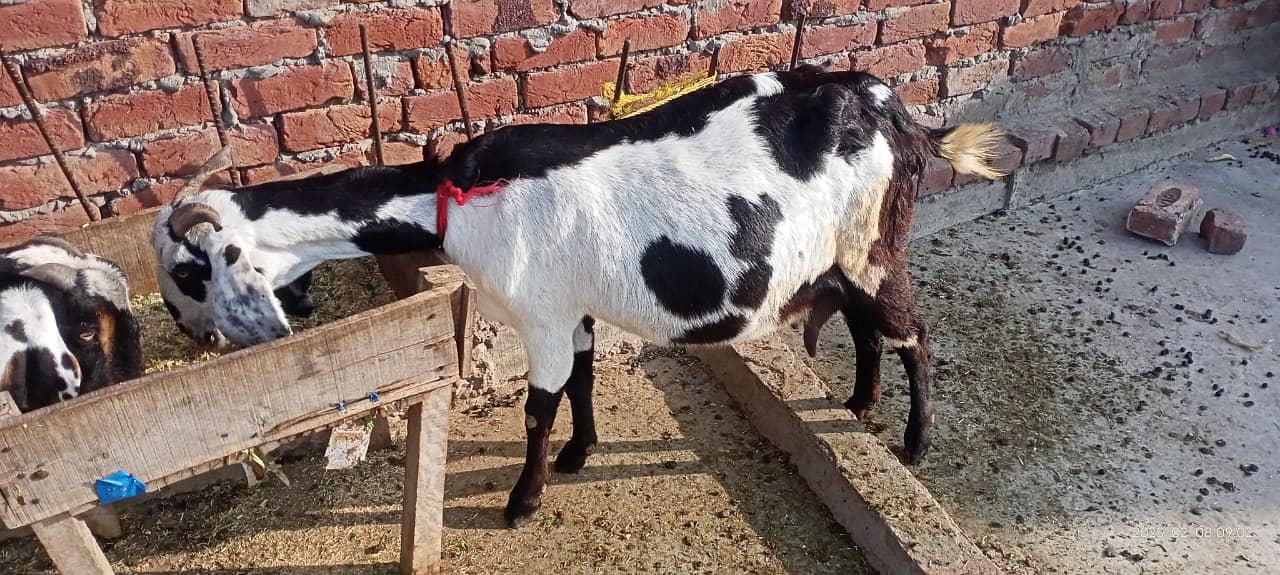 Goat / Bkary / Healthy Goats / Desi / White Goats for sale 9