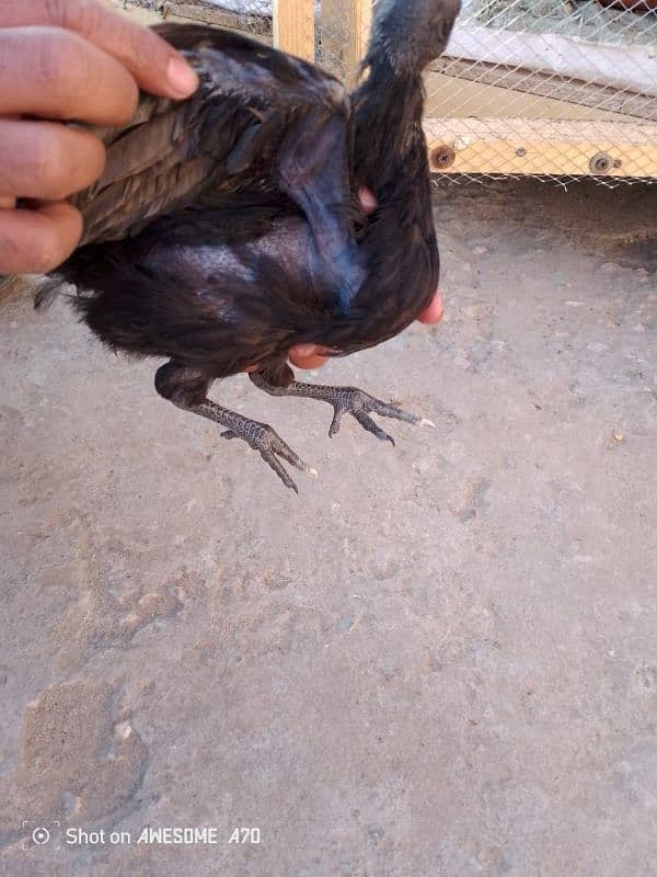 Ayam cemani 2