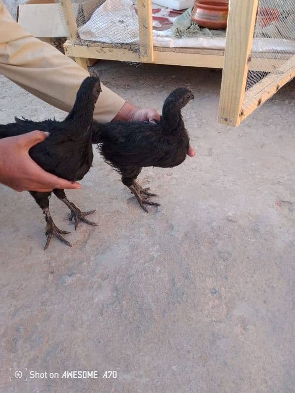 Ayam cemani 3