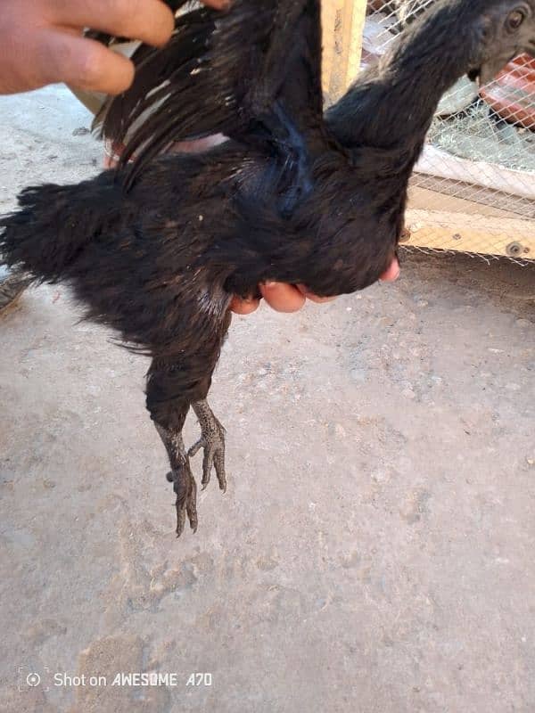 Ayam cemani 7