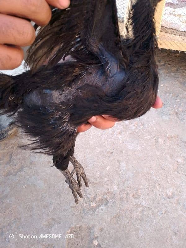 Ayam cemani 8