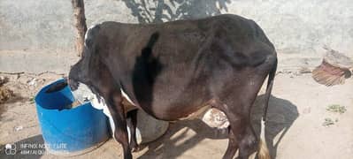 urgent sale one cow with bachra & bachri 1.7 year