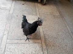 Ayame cemani gray tongue male