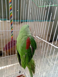 8 month female parrot