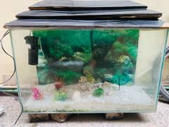 Fish aquarium with accessories