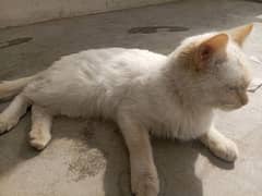 White Furry Persian Cat