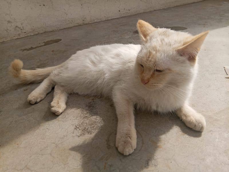 White Furry Persian Cat 1