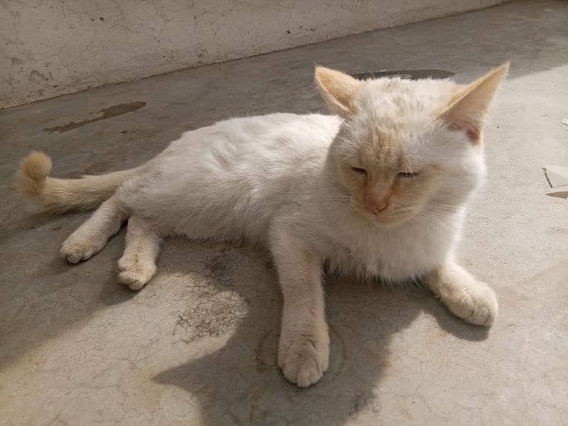 White Furry Persian Cat 2