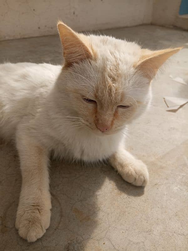 White Furry Persian Cat 3