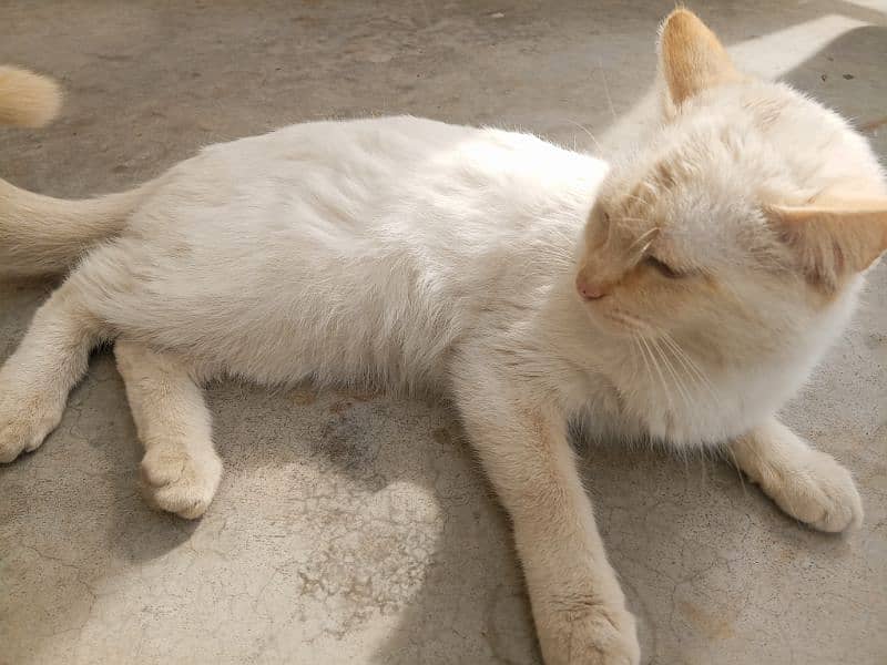 White Furry Persian Cat 5