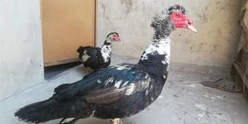 Muscovy