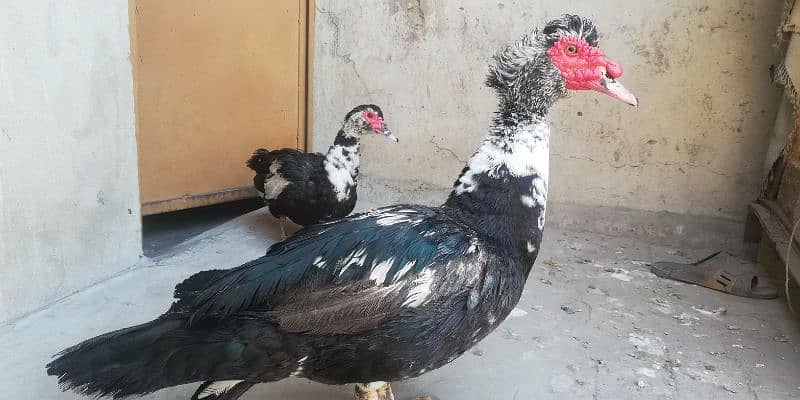 Muscovy Duck 0