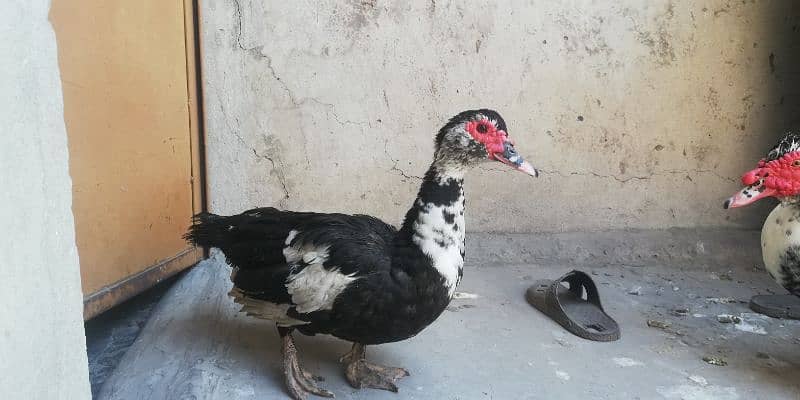 Muscovy Duck 1