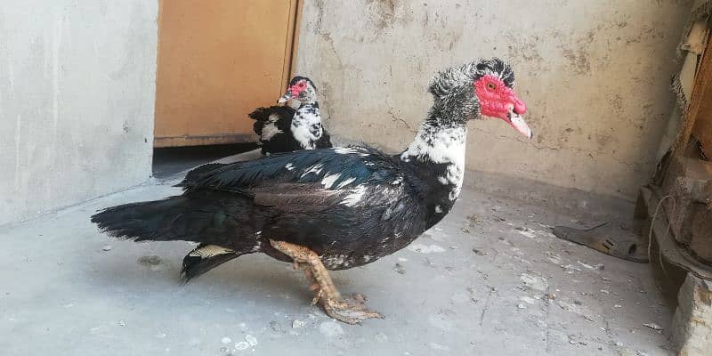 Muscovy Duck 2