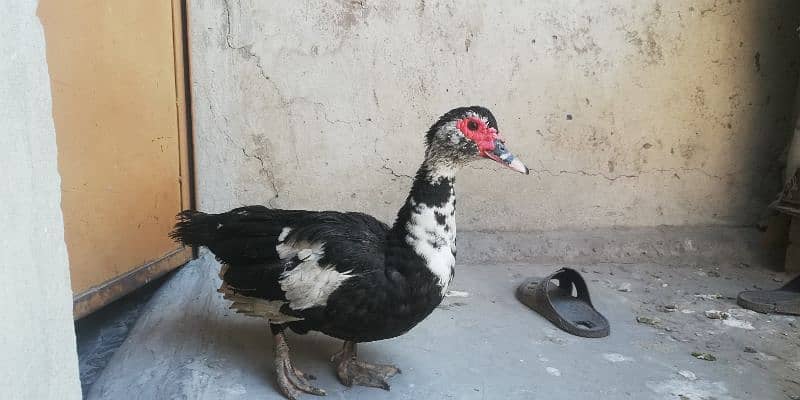 Muscovy Duck 3