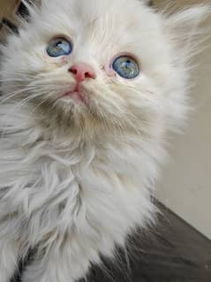 Persian kitten for sale