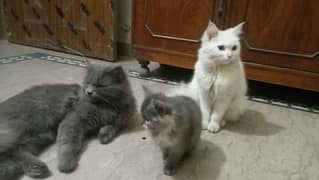 Persian cat available