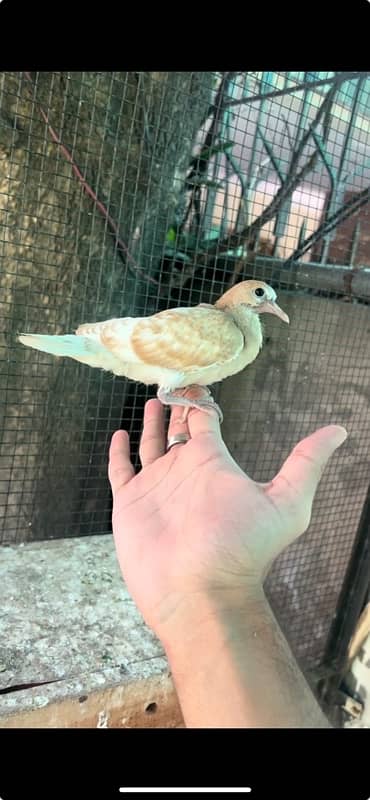 doves/khumray all breeder 2