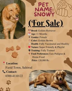 Golden Retriever Female (11 Months) - Fully Trained & Healthy