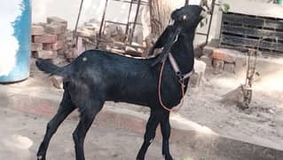 betal bakri for sale