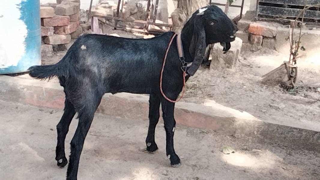 betal bakri for sale 1