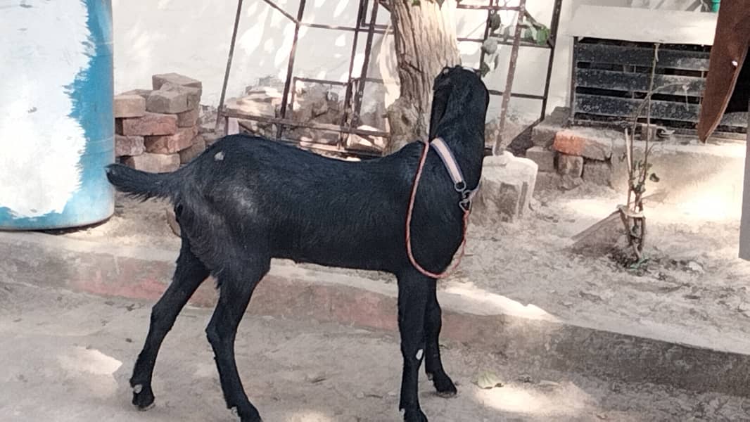 betal bakri for sale 2