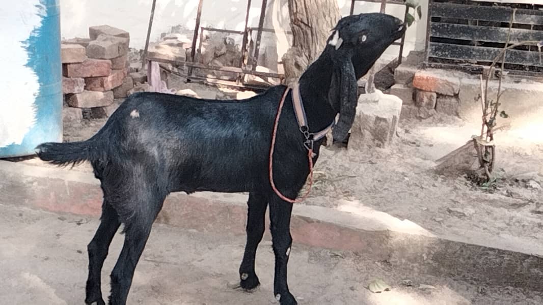 betal bakri for sale 3