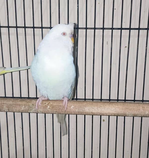 King Size Red Eyes Budgies Pairs in white, Yellow & Fallow 0