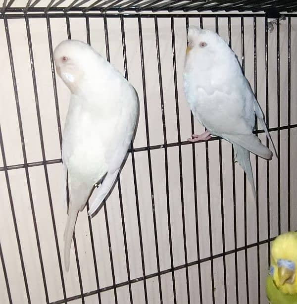 King Size Red Eyes Budgies Pairs in white, Yellow & Fallow 1