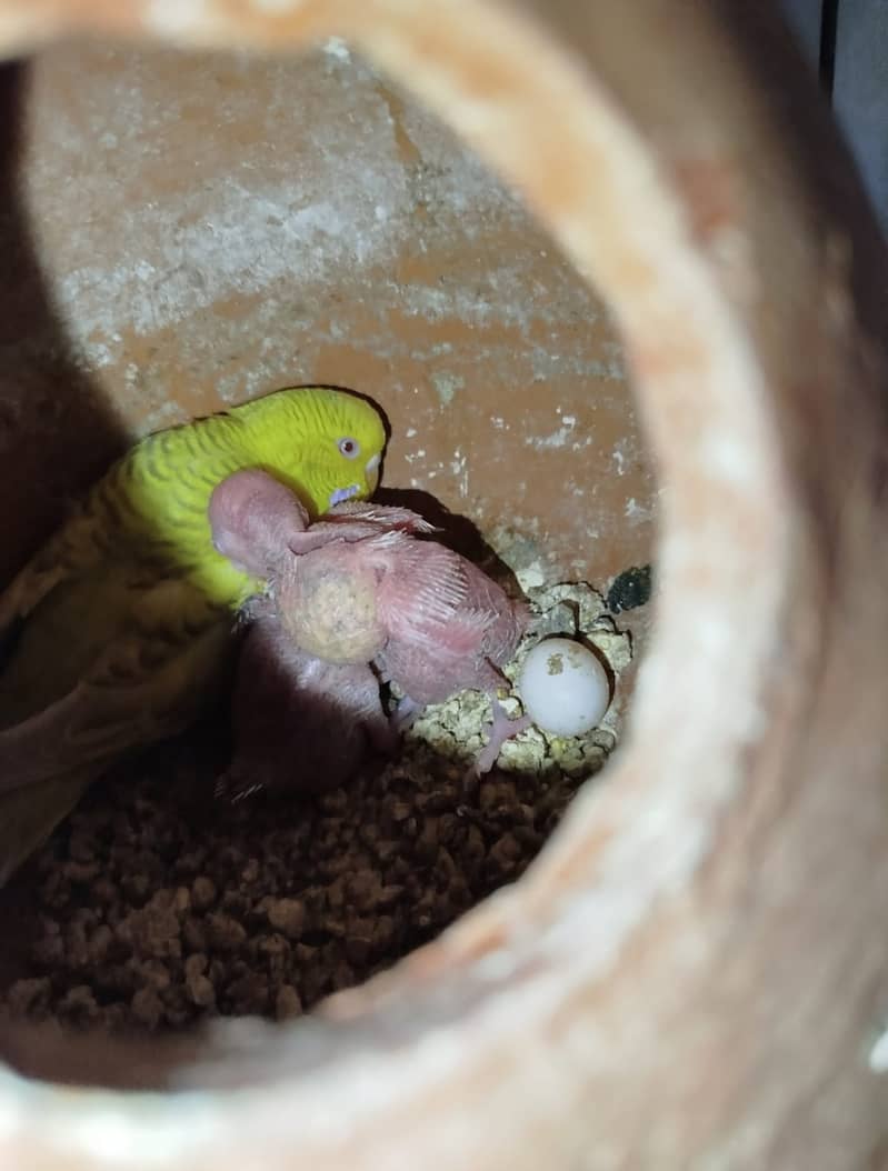 King Size Red Eyes Budgies Pairs in white, Yellow & Fallow 5