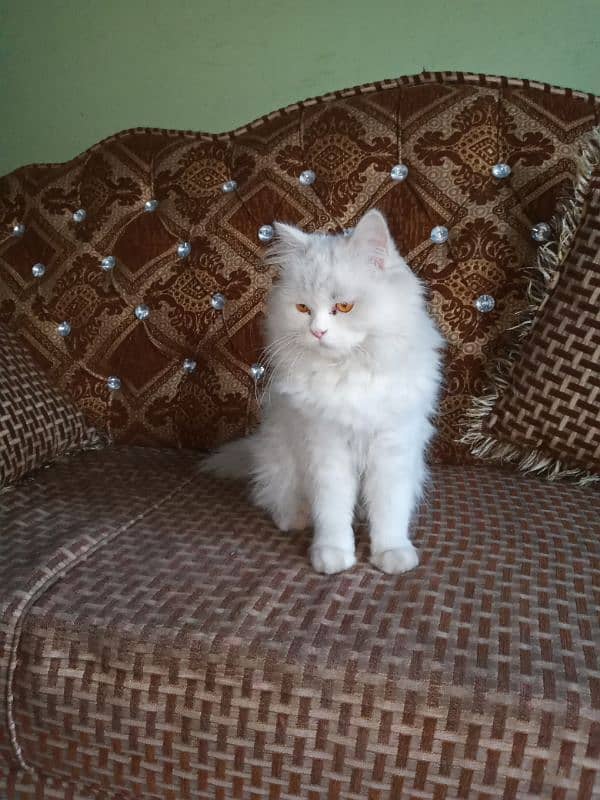 15 months female treepl coat persoin cat 3