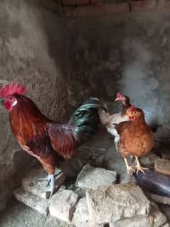 Golden misri egg laying hens for sale