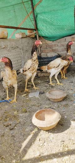 shamo aseel hen for sale