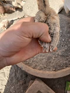 Parrot beak cross chicks