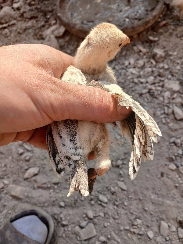 Parrot beak cross chicks 1